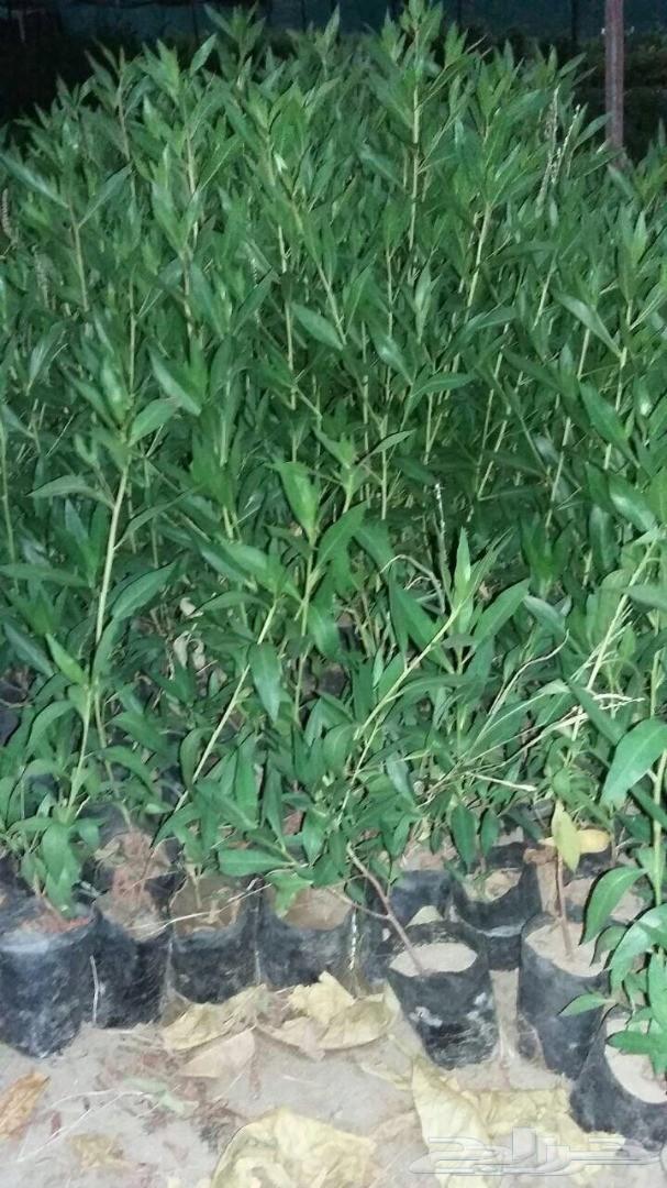 أشجار وشتلات باسعار مناسبة حدائق المنازل و ال