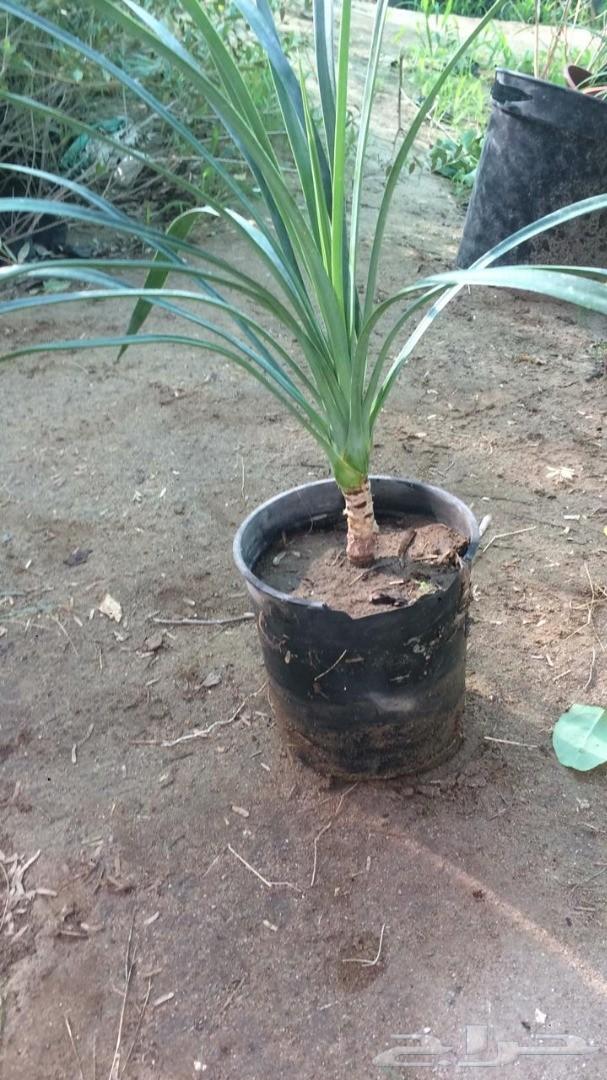 أشجار وشتلات باسعار مناسبة حدائق المنازل و ال