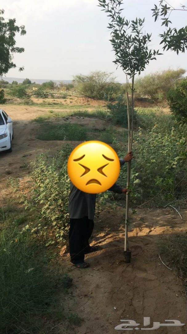 أشجار وشتلات باسعار مناسبة حدائق المنازل و ال