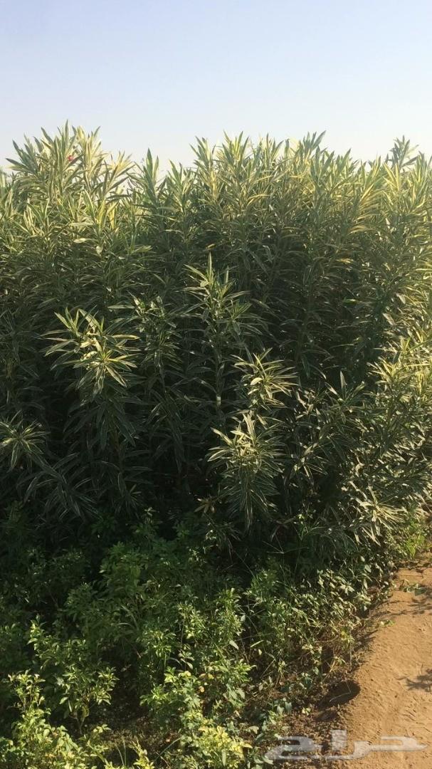 أشجار وشتلات باسعار مناسبة حدائق المنازل و ال