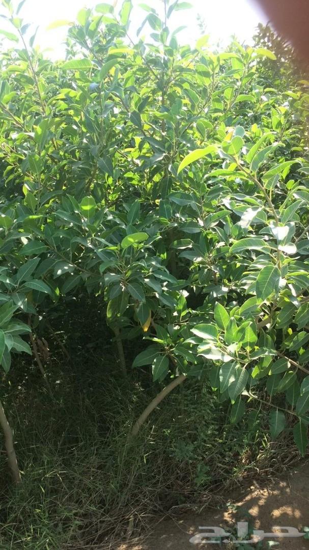 أشجار وشتلات باسعار مناسبة حدائق المنازل و ال