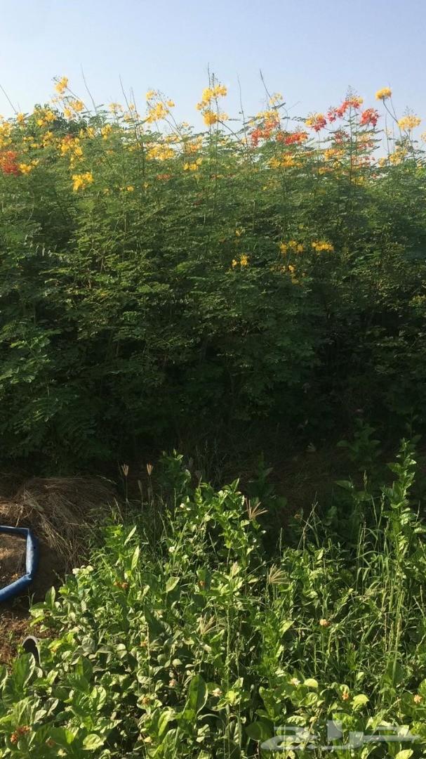 أشجار وشتلات باسعار مناسبة حدائق المنازل و ال