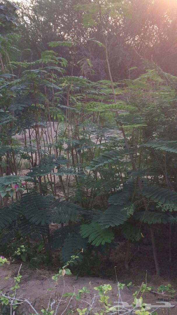 أشجار وشتلات باسعار مناسبة حدائق المنازل و ال