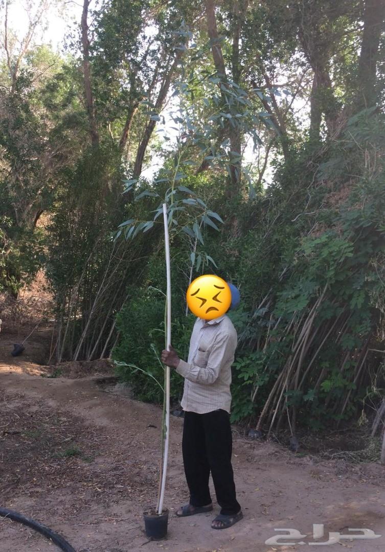 أشجار وشتلات باسعار مناسبة حدائق المنازل و ال