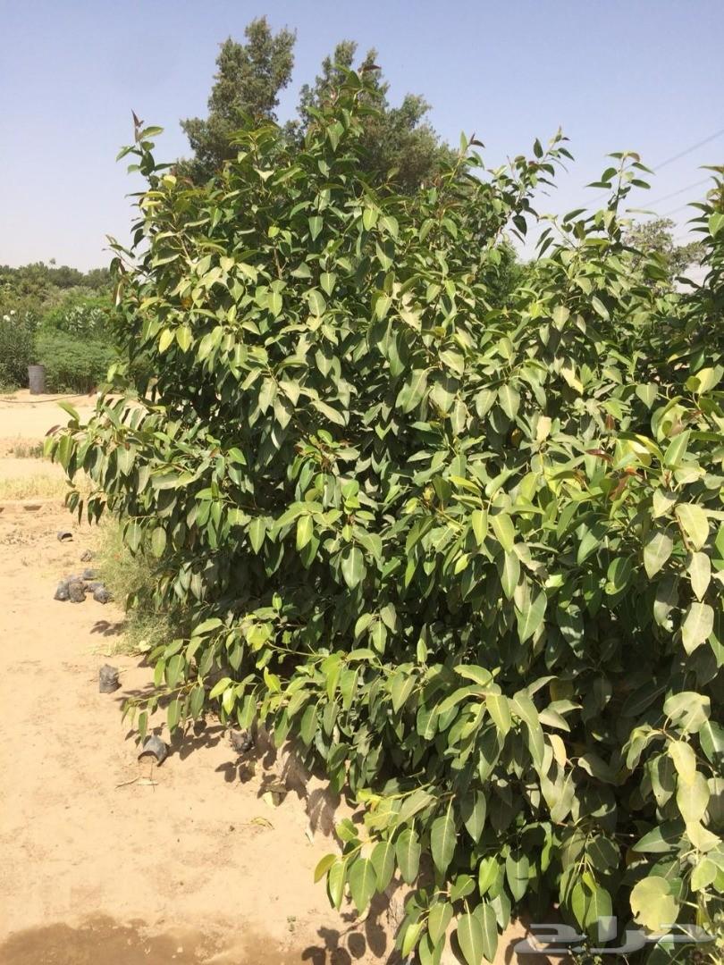 أشجار وشتلات باسعار مناسبة حدائق المنازل و ال
