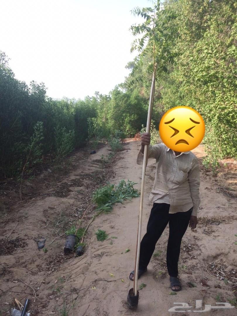 أشجار وشتلات باسعار مناسبة حدائق المنازل و ال
