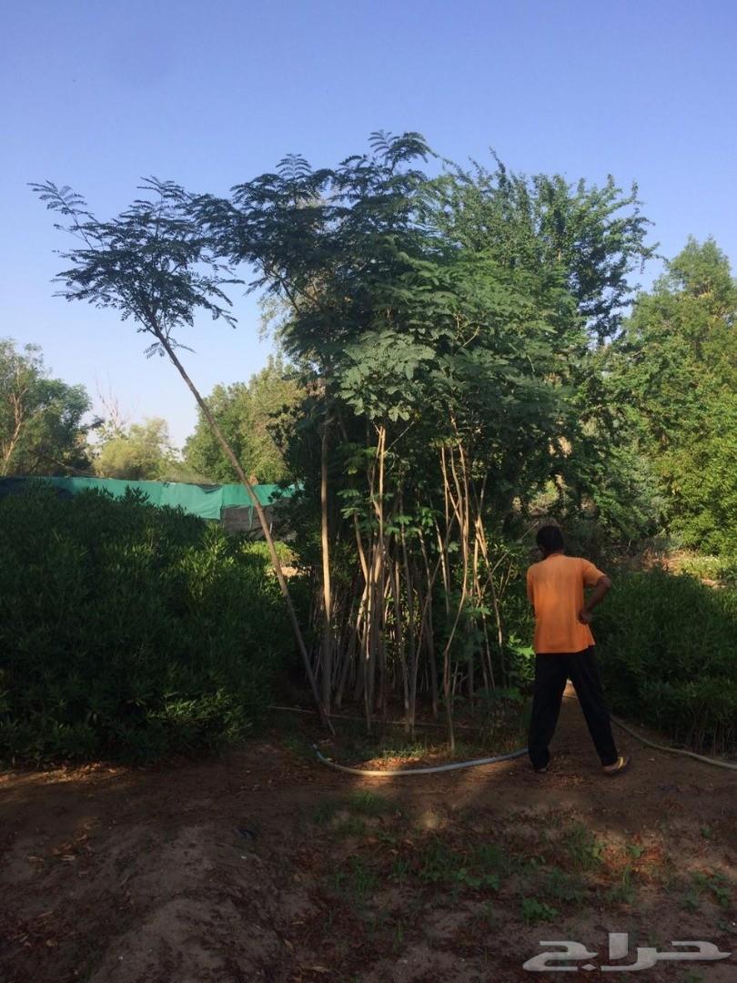 أشجار وشتلات باسعار مناسبة حدائق المنازل و ال