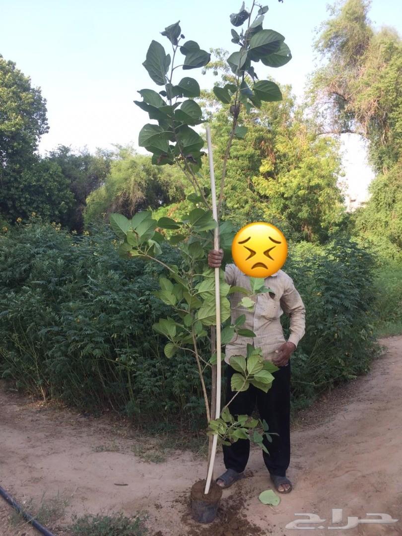 أشجار وشتلات باسعار مناسبة حدائق المنازل و ال
