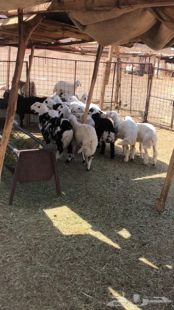 ذبايح المدينة المنورة