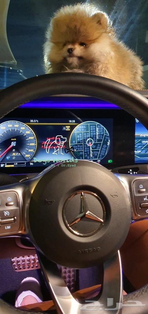 جميع فصائل الكلاب مستويات بيور وعالية جدا