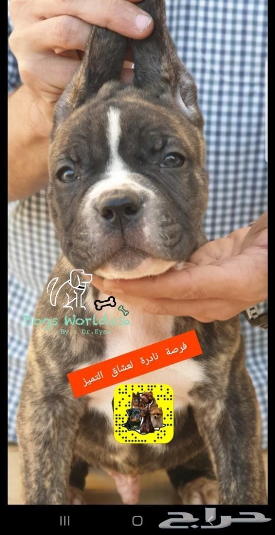 جميع فصائل الكلاب مستويات بيور وعالية جدا