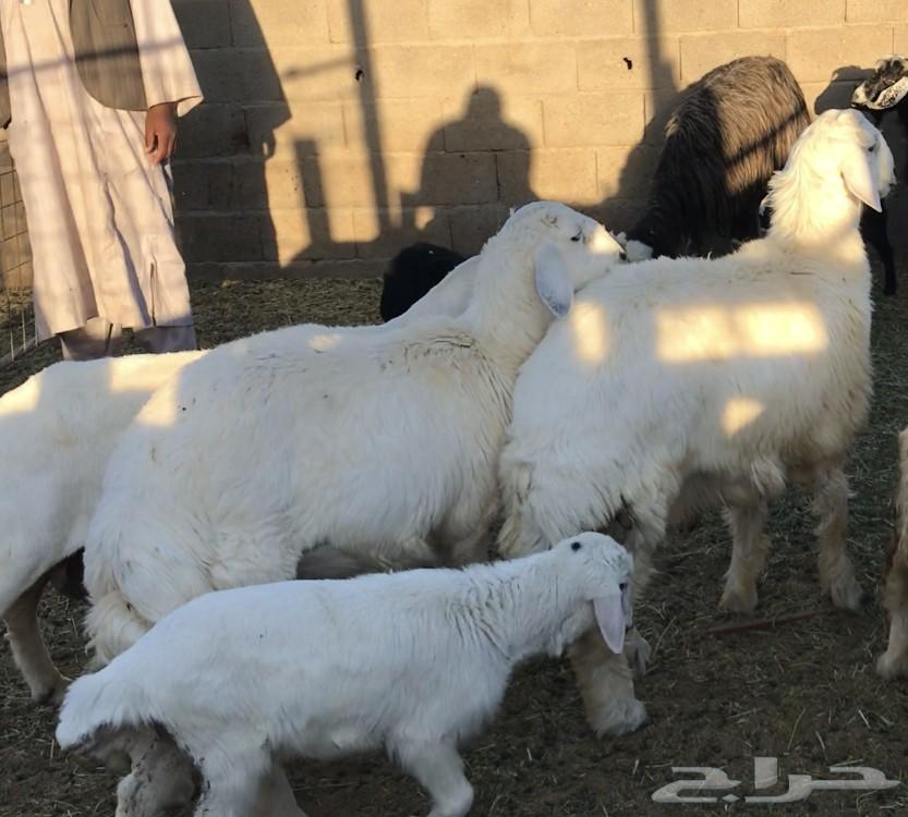 اثنين طليان حرية جبرة فل الفل ... تم البيع