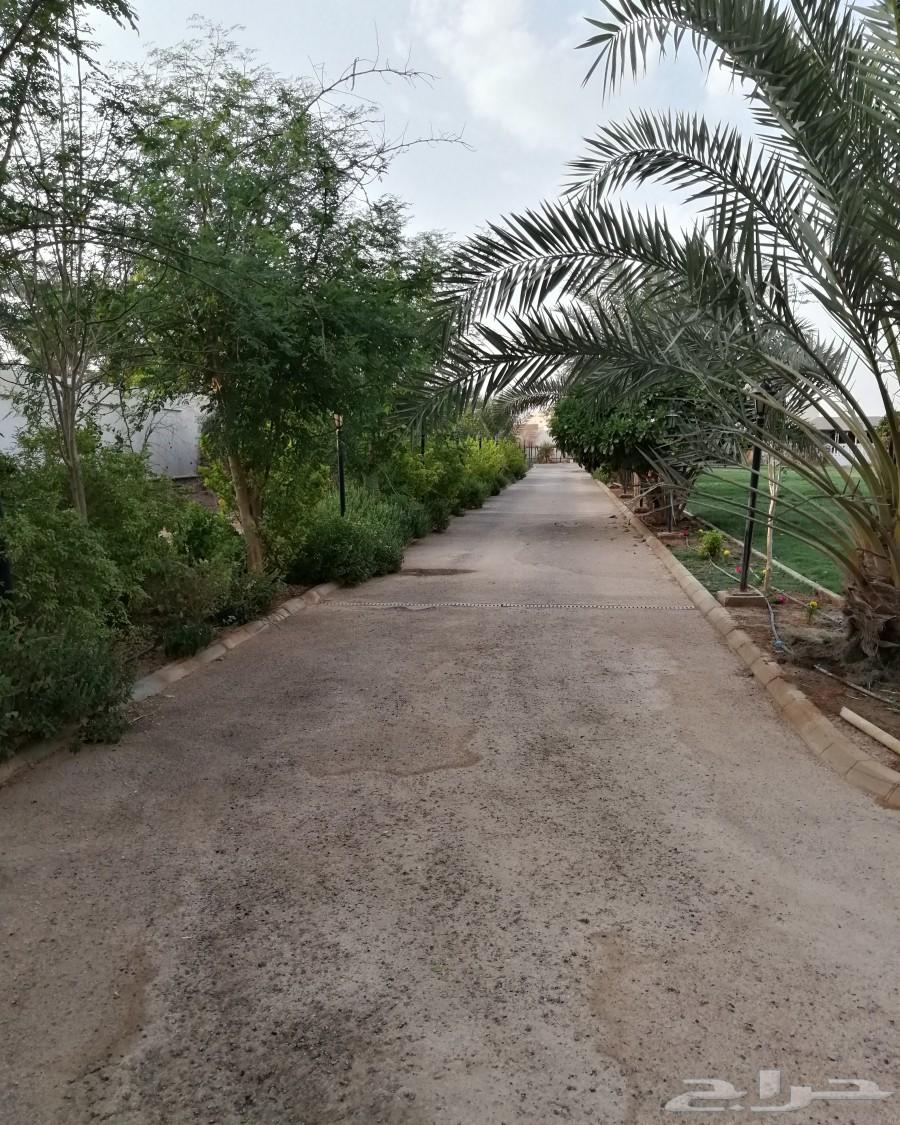 استراحة للايجار كبيره حي الرمال