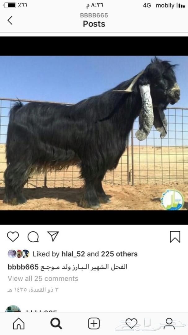 عنز عارضيه فاخره لاهل الذوق الرفيع تم البيع