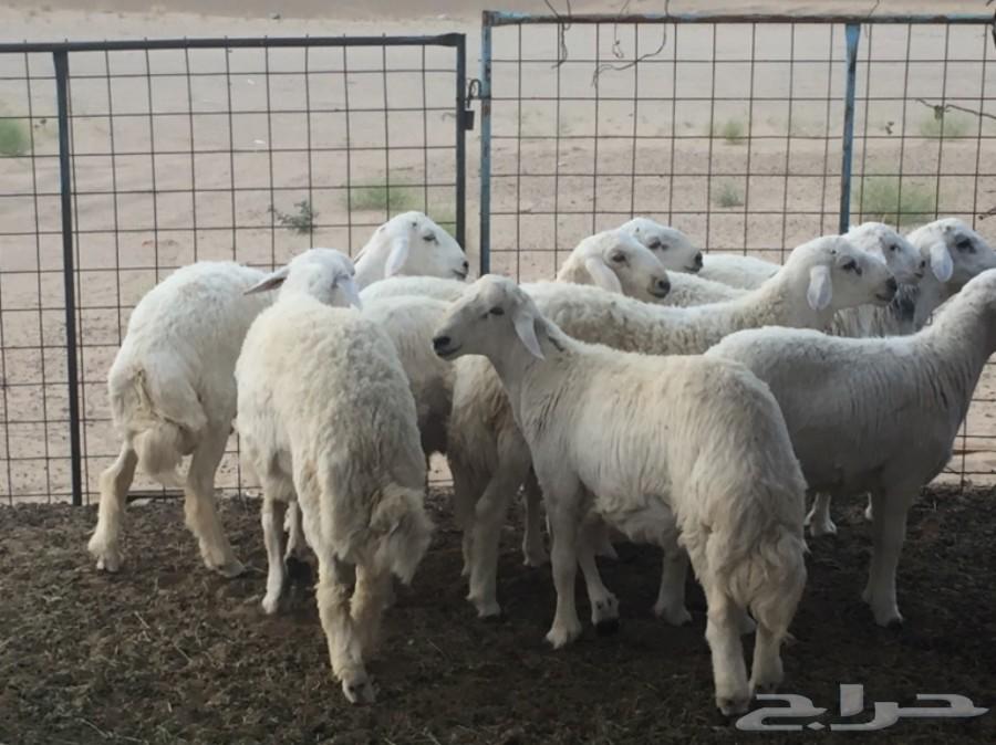 ذبايح طليان حريه جبره مع الذبخ والتوصيل