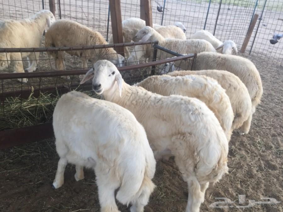 ذبايح طليان حريه جبره مع الذبخ والتوصيل