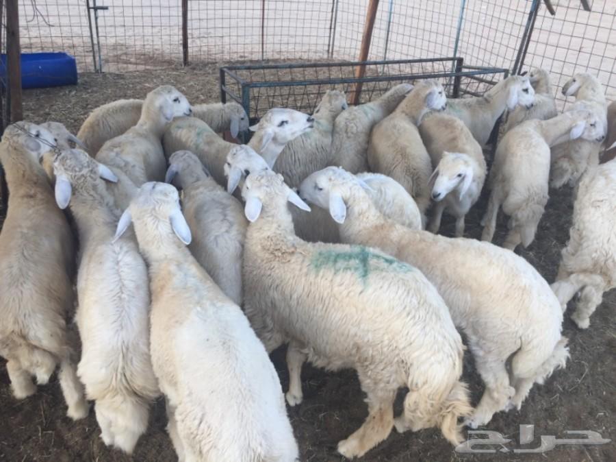 ذبايح طليان حريه جبره مع الذبخ والتوصيل