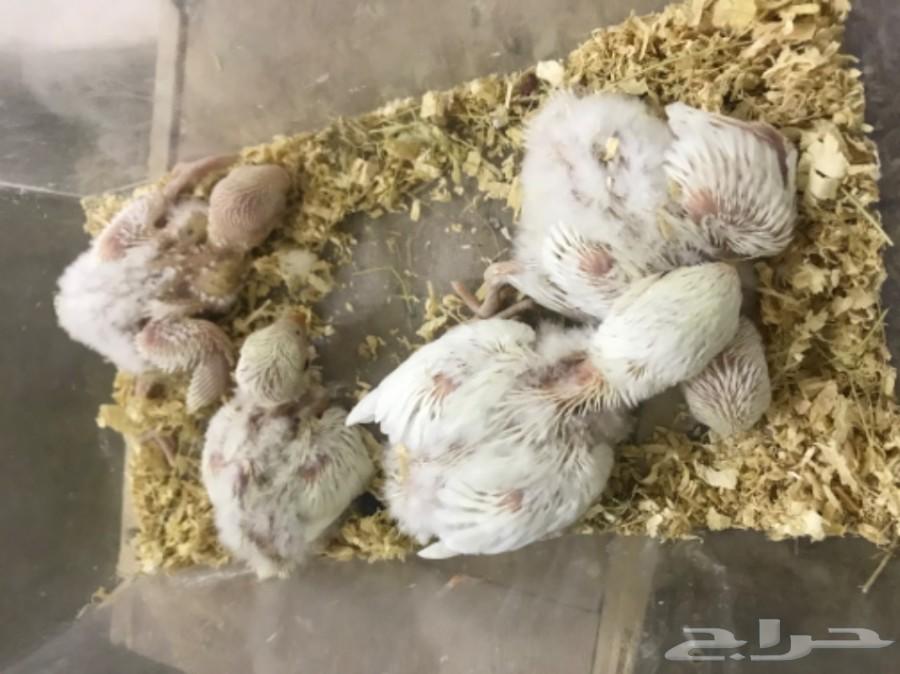 فروخ روز البينو عيون حمر
