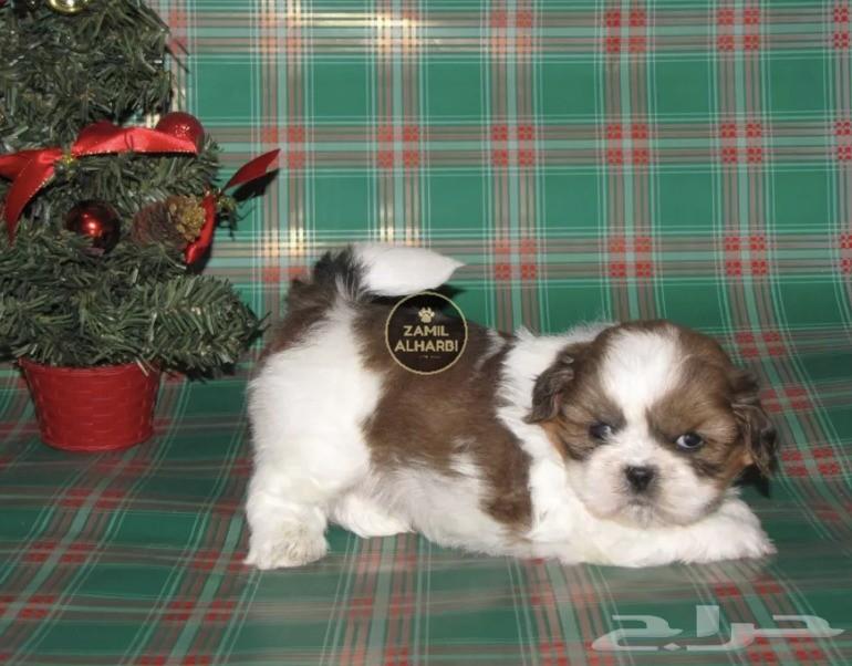للبيع جراء شيتزو Shih Tzu شو كوالتي
