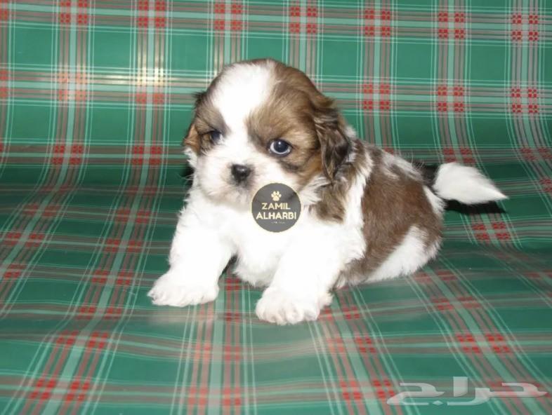 للبيع جراء شيتزو Shih Tzu شو كوالتي
