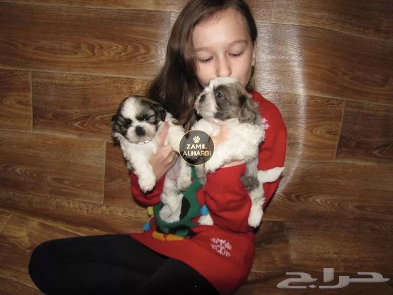 للبيع جراء شيتزو Shih Tzu شو كوالتي