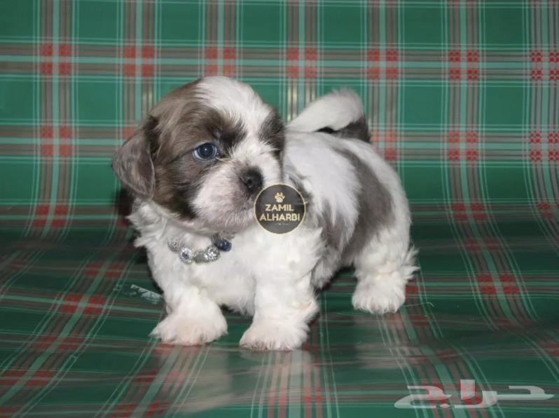 للبيع جراء شيتزو Shih Tzu شو كوالتي