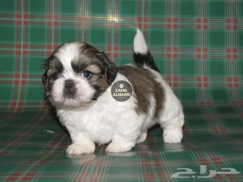 للبيع جراء شيتزو Shih Tzu شو كوالتي
