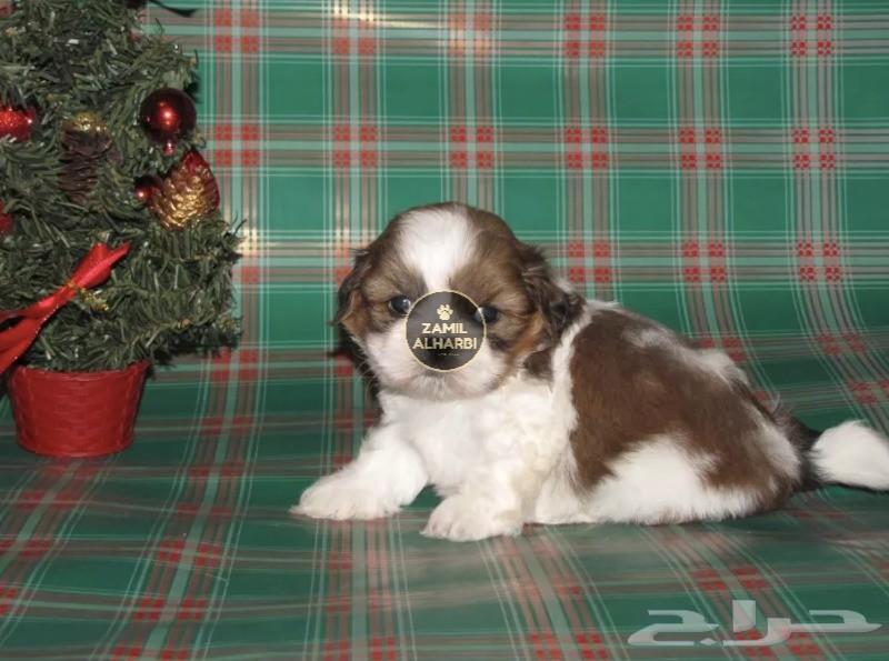 للبيع جراء شيتزو Shih Tzu شو كوالتي