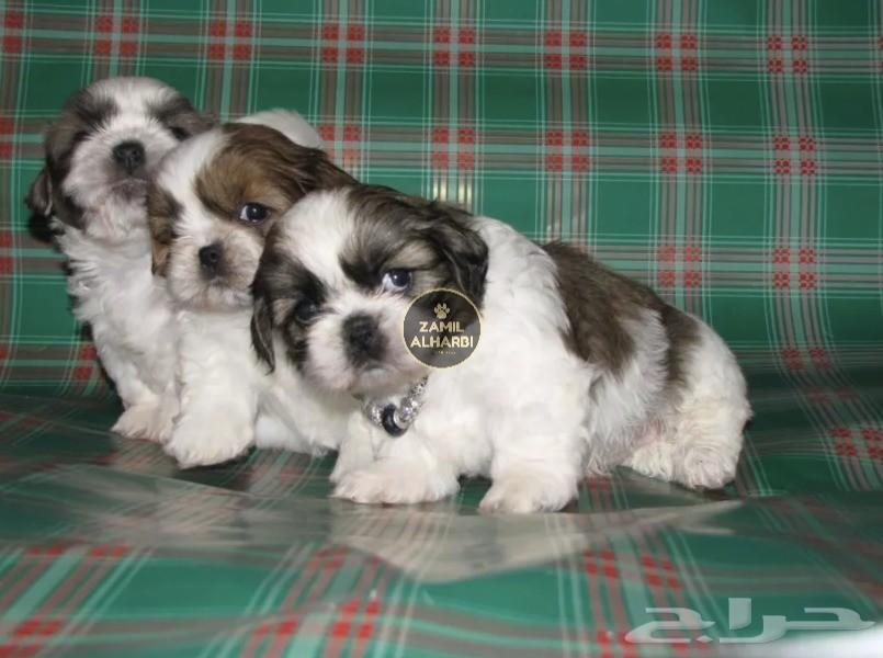 للبيع جراء شيتزو Shih Tzu شو كوالتي