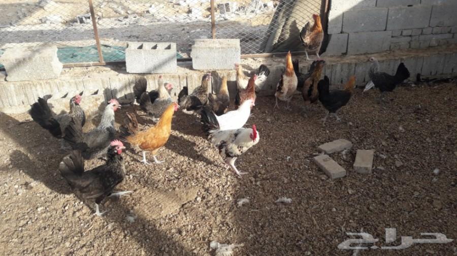 دجاج بلدي بياض تهجين فيومي