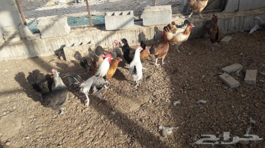 دجاج بلدي بياض تهجين فيومي
