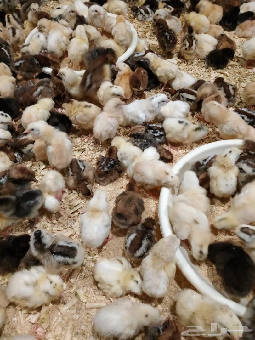 صوص بلدي