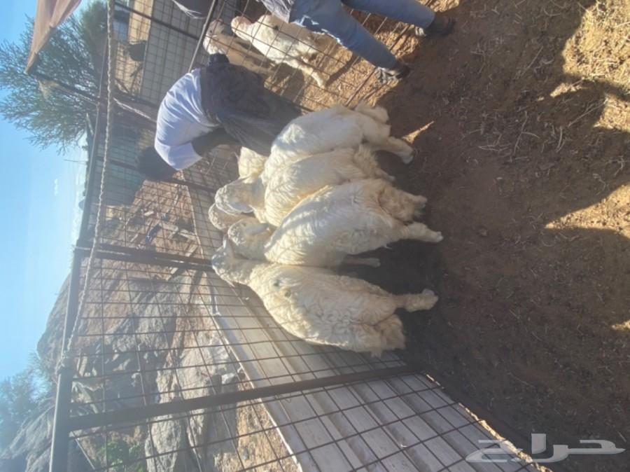 ذبايح حرية برية مصلوخه موصله طليان ورخال