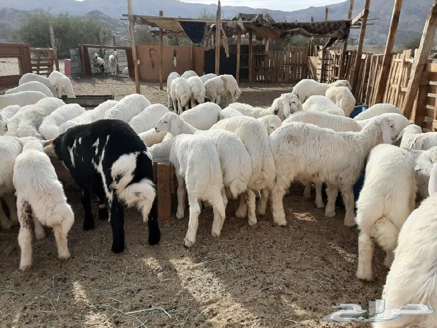 ذبايح مكة حري سواكني نعيمي تيوس ذبح توصيل طبخ