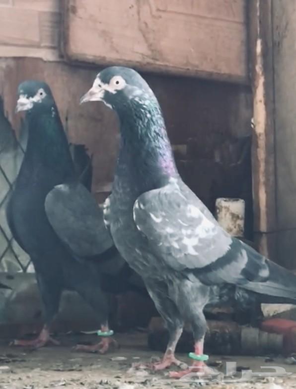 جوزتيدي شينا بيور أساس تم البيع