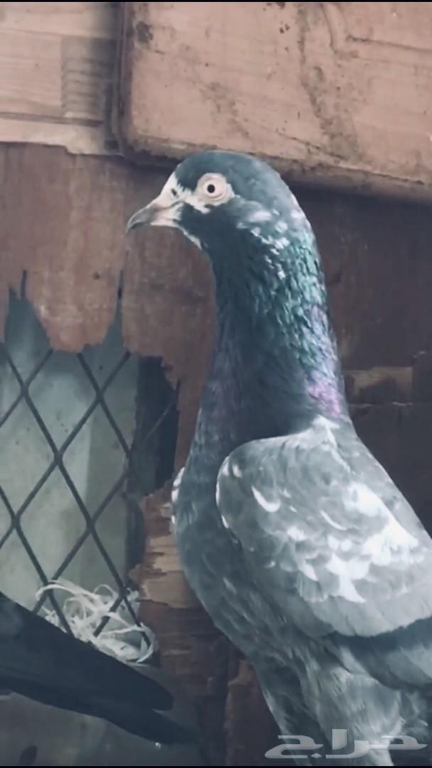 جوزتيدي شينا بيور أساس تم البيع