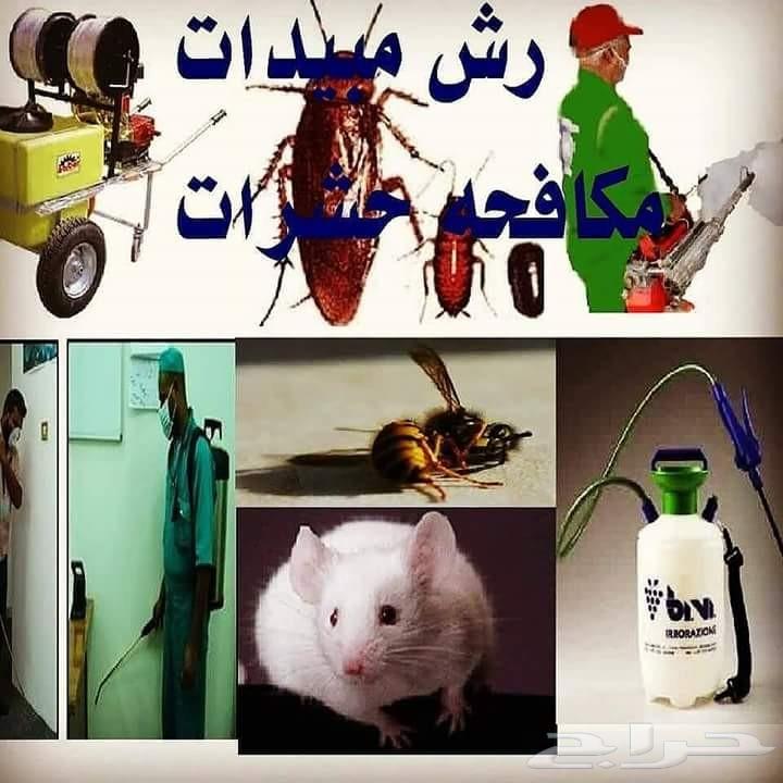 شركة مكافحة صراصير نمل ابيض بالشرقية
