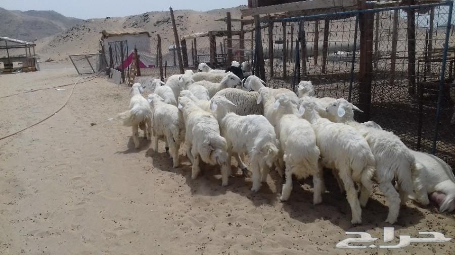 ذبايح حريه في مكه