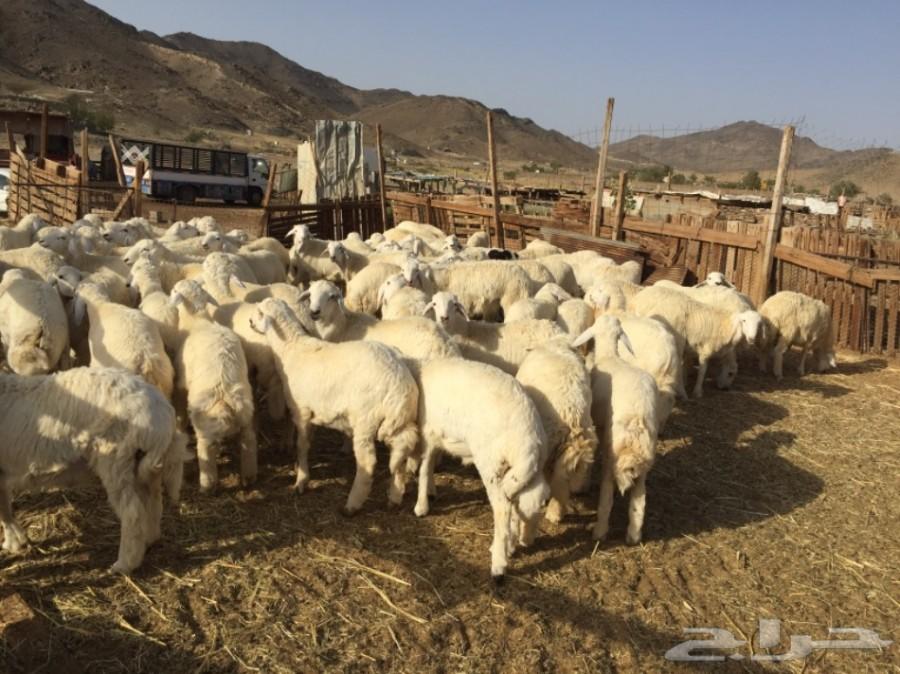 ذبايح حريه في مكه