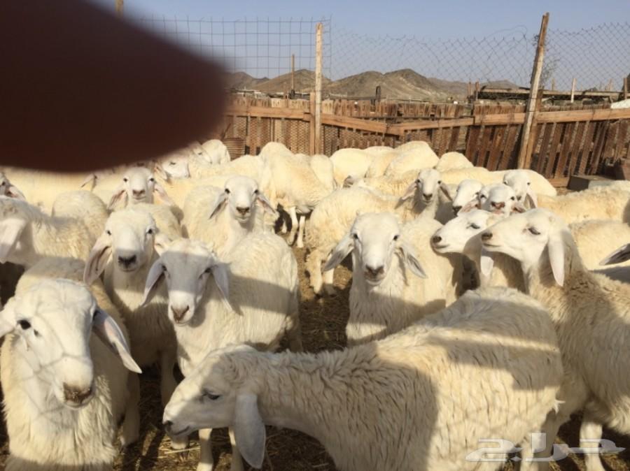 ذبايح حريه في مكه