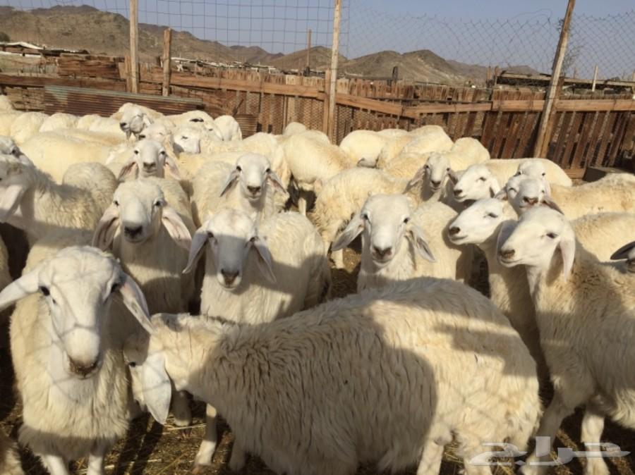 ذبايح حريه في مكه