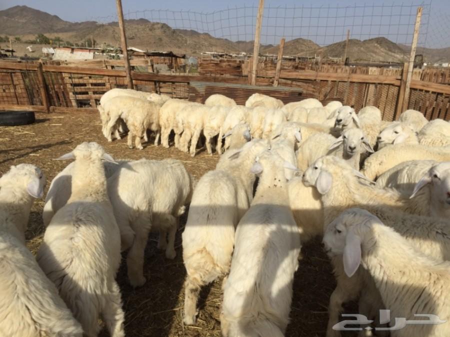 ذبايح حريه في مكه