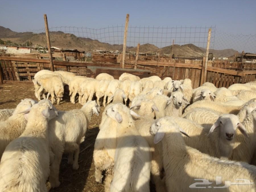 ذبايح حريه في مكه
