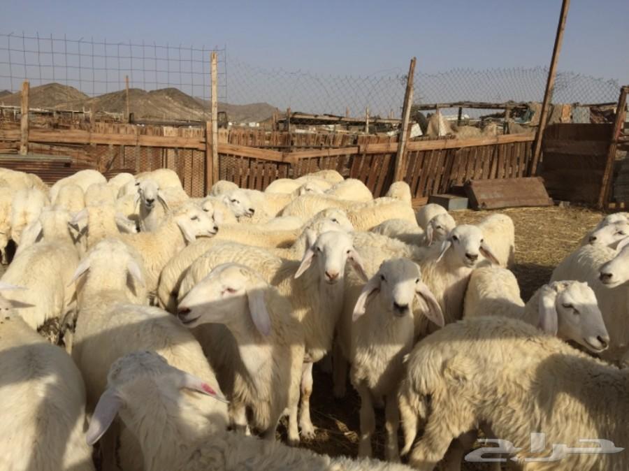 ذبايح حريه في مكه