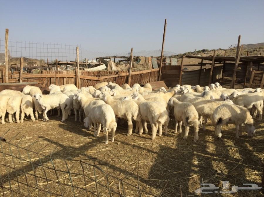 ذبايح حريه في مكه