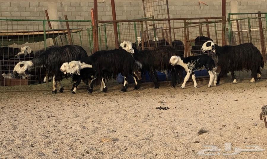 خمس نجد دغم صنف مواليد عيالها تضحي