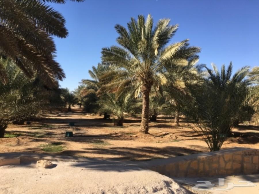 فيديو لأحواش في اول مخطط بالعمارية واستراحات