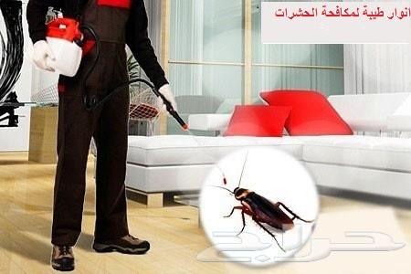 شركة مكافحة الحشرات رش مبيدات للحشرات
