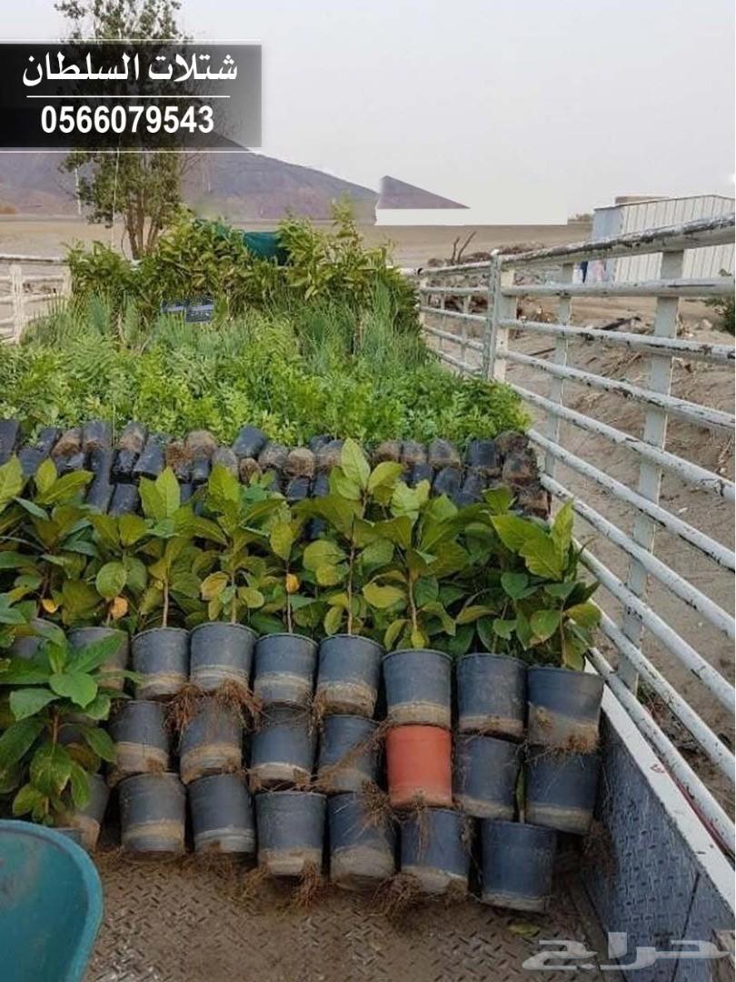 شتلات السلطان .. 0566079543