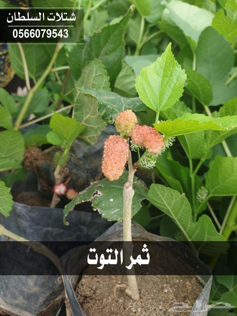 شتلات السلطان ... 0566079543